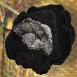 Croll & Denecke BAMBUSBLUME Veganer Körperschwamm SCHWARZ, 1 ST